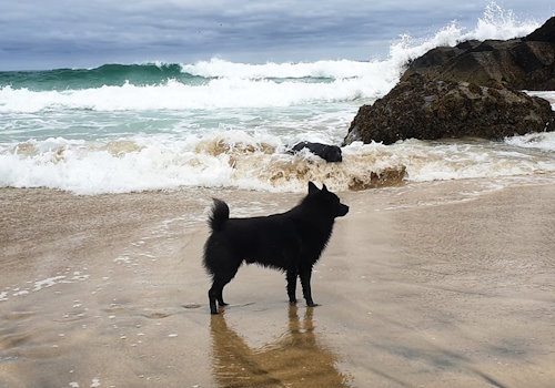 Scottish Bagpiper dog