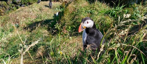 Puffin on Inchcolm Island